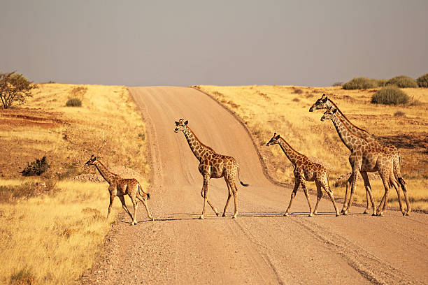 Wildlife in Namibia